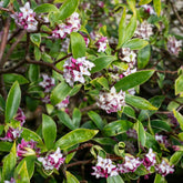 Blühende Sträucher - Seidelbast ‘Perfume Princess’® - Daphne x  odora x bholua perfume princess ®