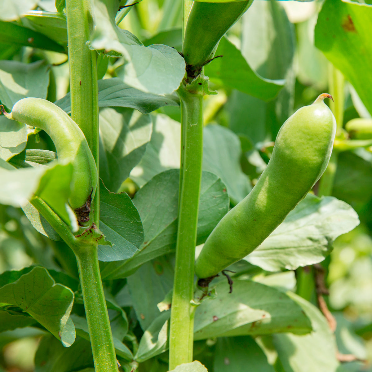 Samen für Hülsenfrüchte - Ackerbohne weiß extra früh - Vicia faba blanche précoce