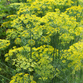 Kräutersamen - Dill Bouquet - Anethum graveolens bouquet