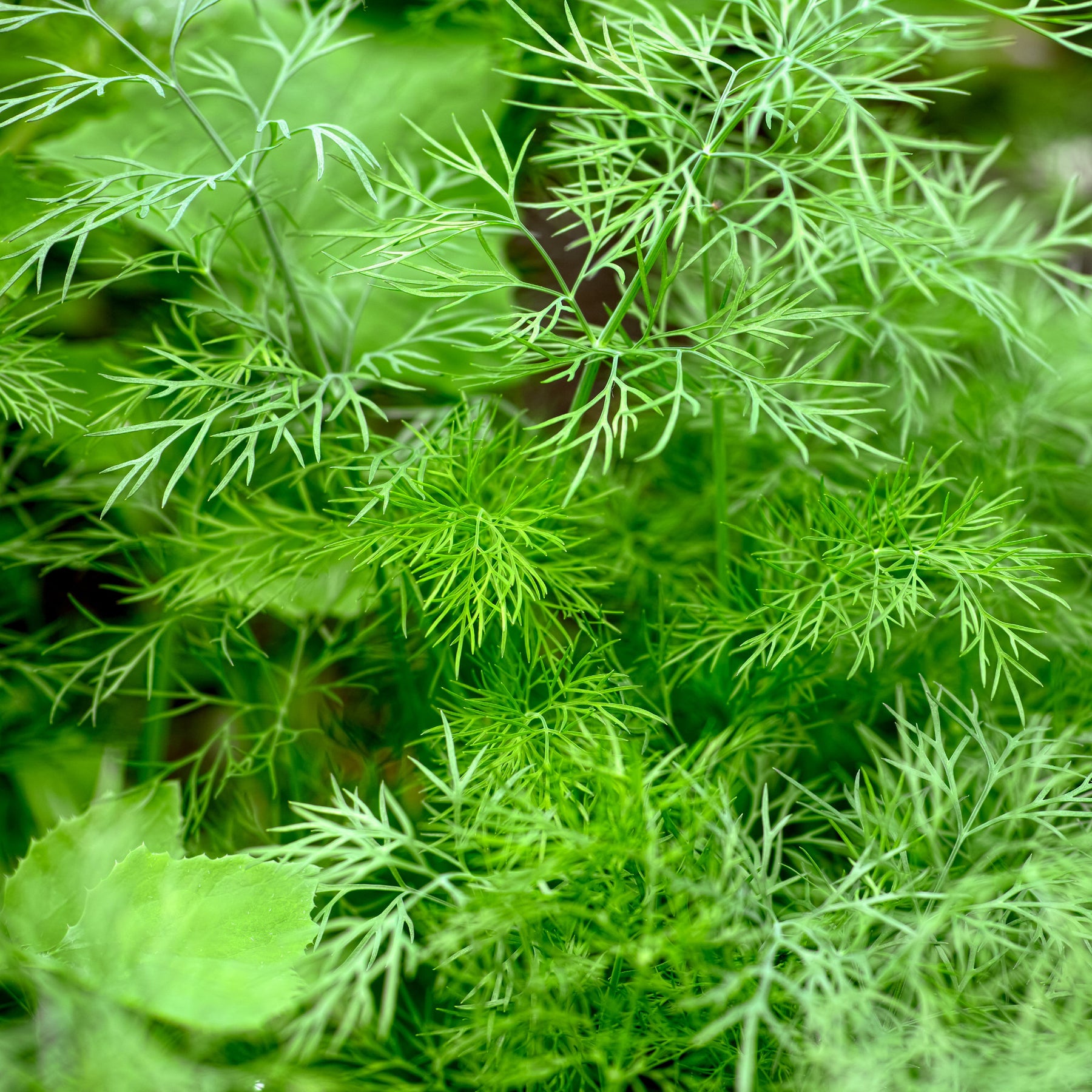 Dill Bouquet - Anethum graveolens bouquet - Willemse
