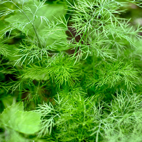 Dill Bouquet - Anethum graveolens bouquet - Willemse