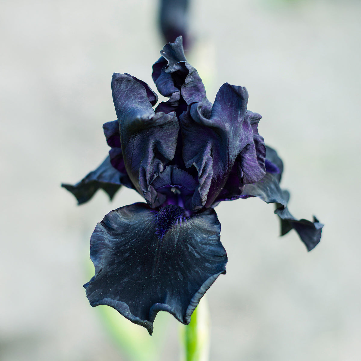 Bart-Schwertlilie ‘Study in Black’ (x2) - Willemse