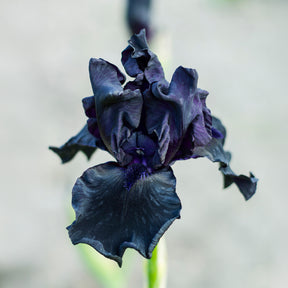 Bart-Schwertlilie ‘Study in Black’ (x2) - Willemse