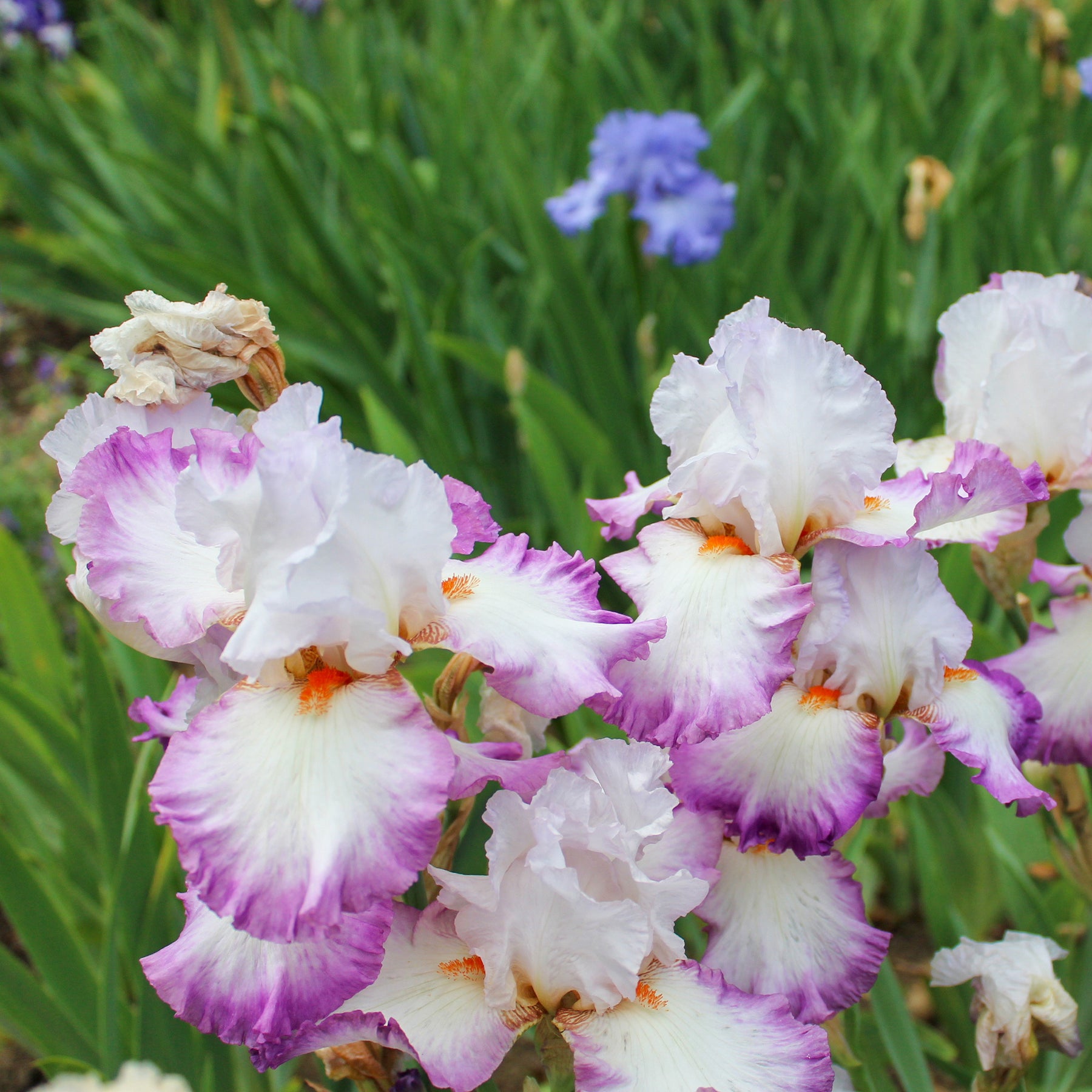 Deutsche Schwertlilie Poésie (x2) - Iris germanica poésie - Willemse