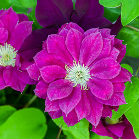 Waldrebe ‘Red Star’ - Willemse