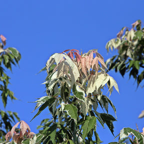 Acer negundo flamingo - Flamingo Ahorn - Schnell wachsende Bäume
