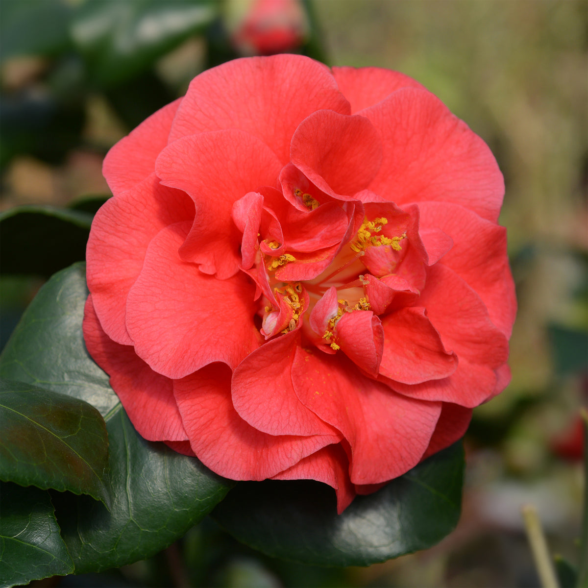 Verkauf Japanische Kamelie ‘Lady Campbell’ - Camellia japonica Lady Campbell