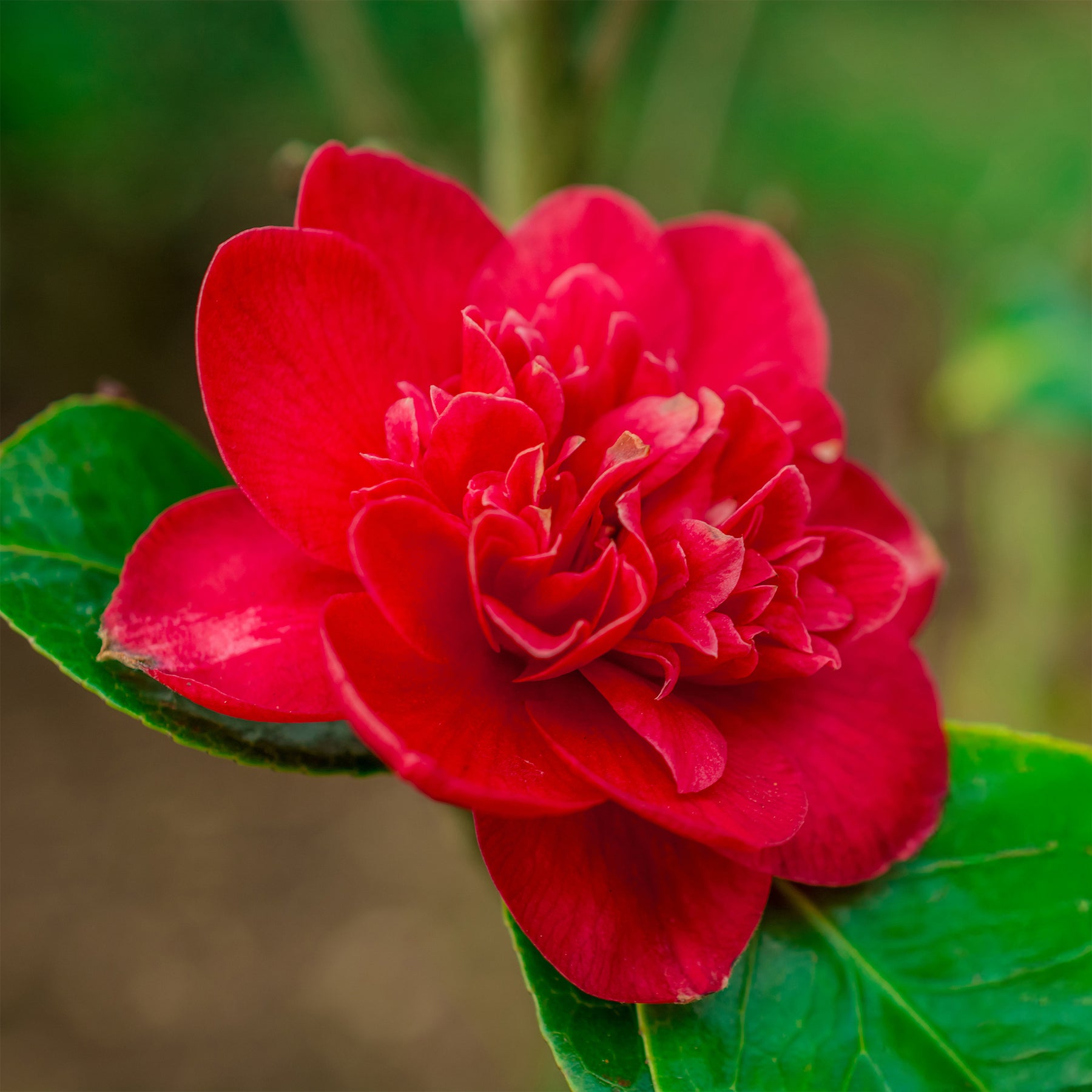 Japanische Kamelie ‘Lady Campbell’ - Camellia japonica Lady Campbell - Willemse