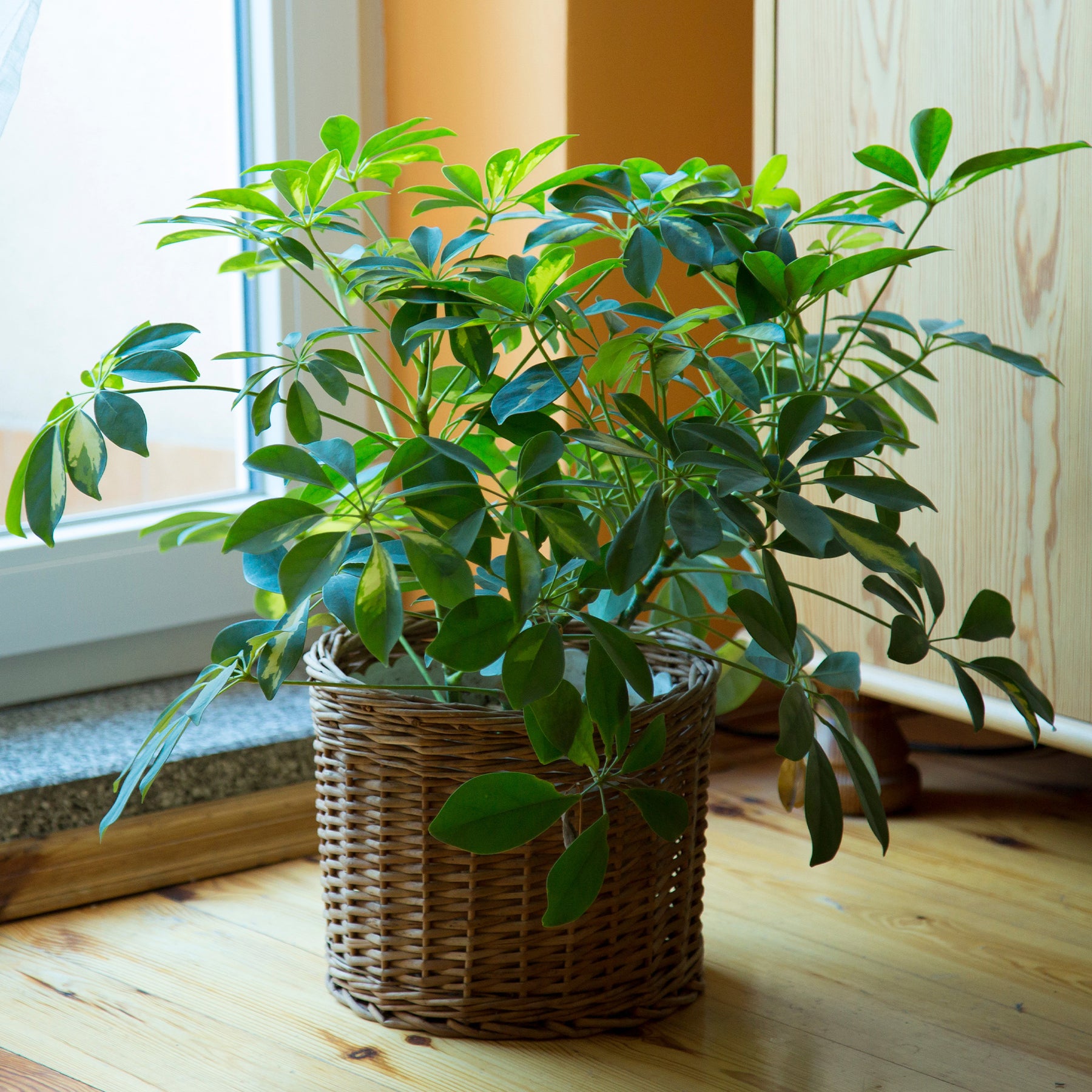Strahlenaralie - Schefflera arboricola - Willemse