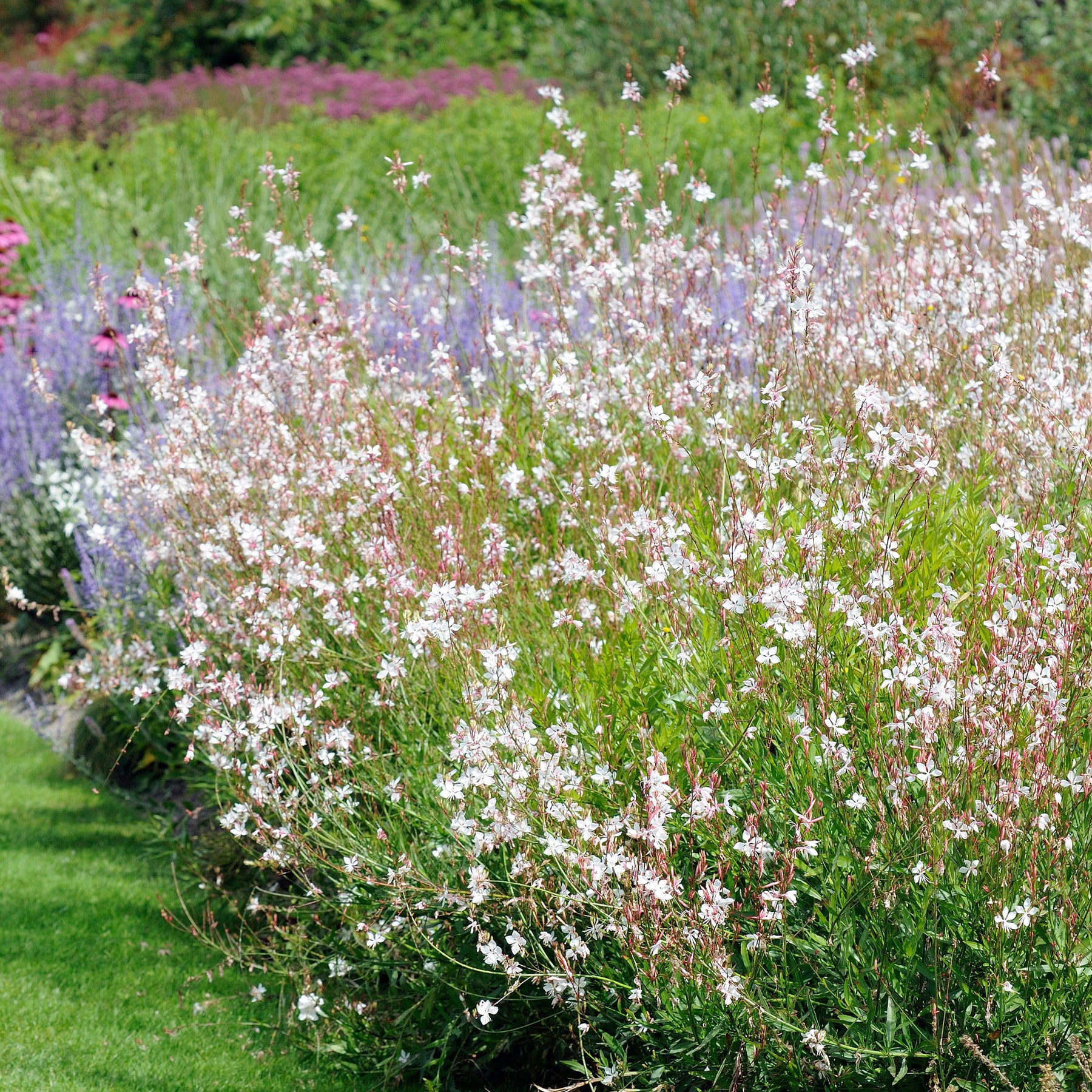 Verkauf Prachtkerze Whirling Butterflies - Gaura lindheimeri Whirling Butterflies