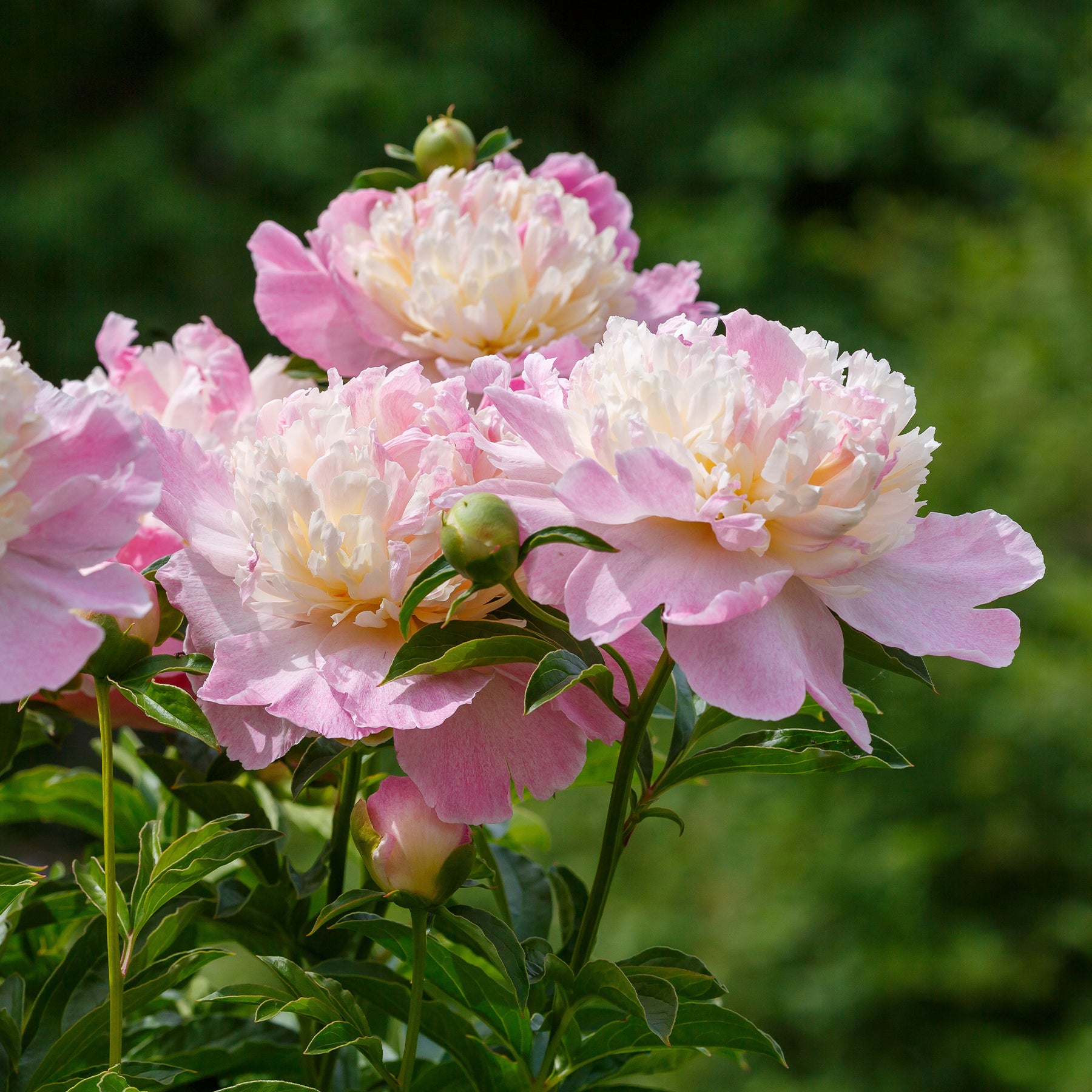 Pfingstrose Raspberry Sundae - Paeonia lactiflora Raspberry Sundae - Willemse