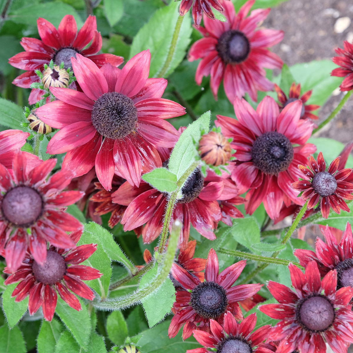 Sonnenhut Cherry Brandy (x2) - Echinacea hirta cherry brandy - Willemse