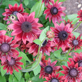 Sonnenhut Cherry Brandy (x2) - Echinacea hirta cherry brandy - Willemse