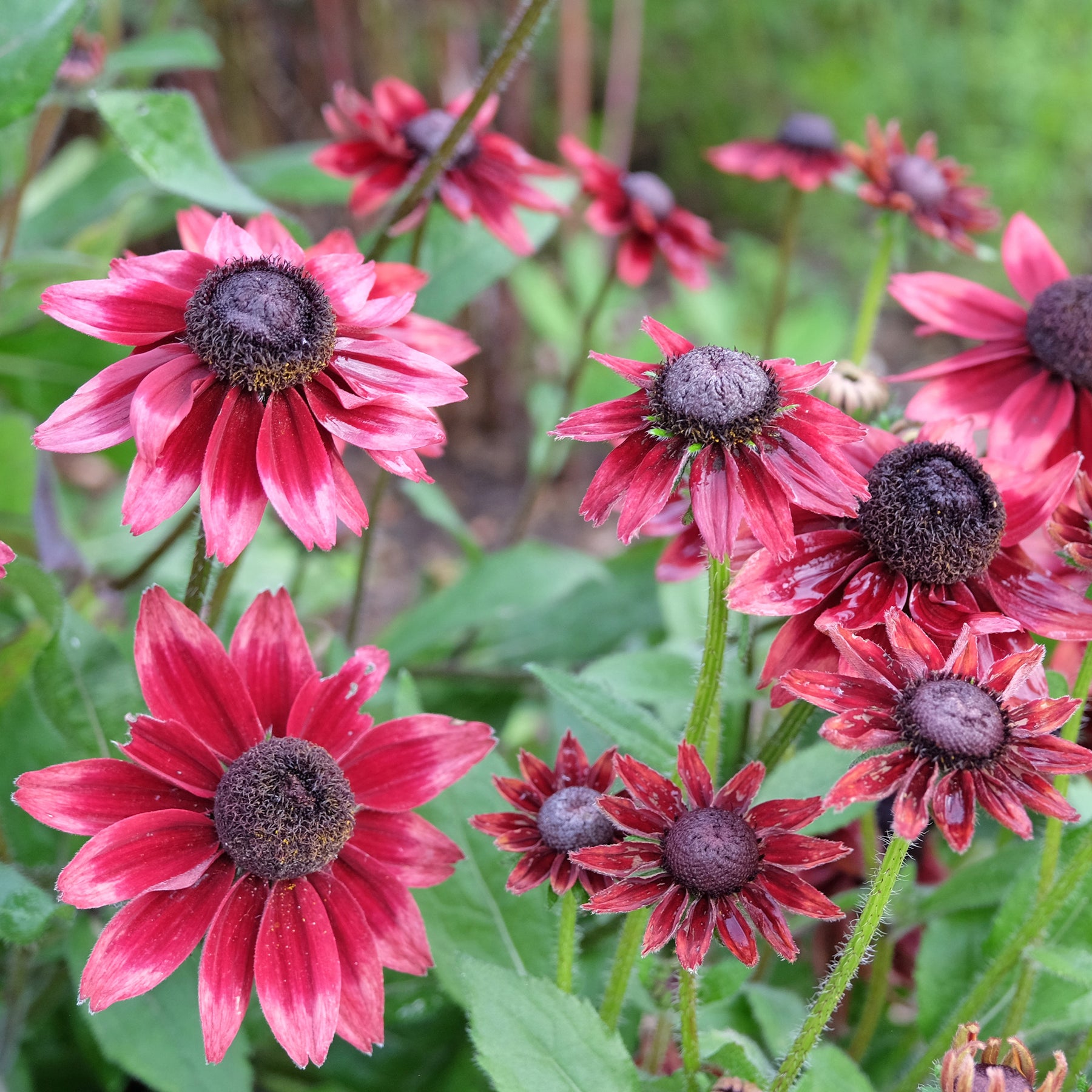 Sonnenhut Cherry Brandy (x2) - Willemse
