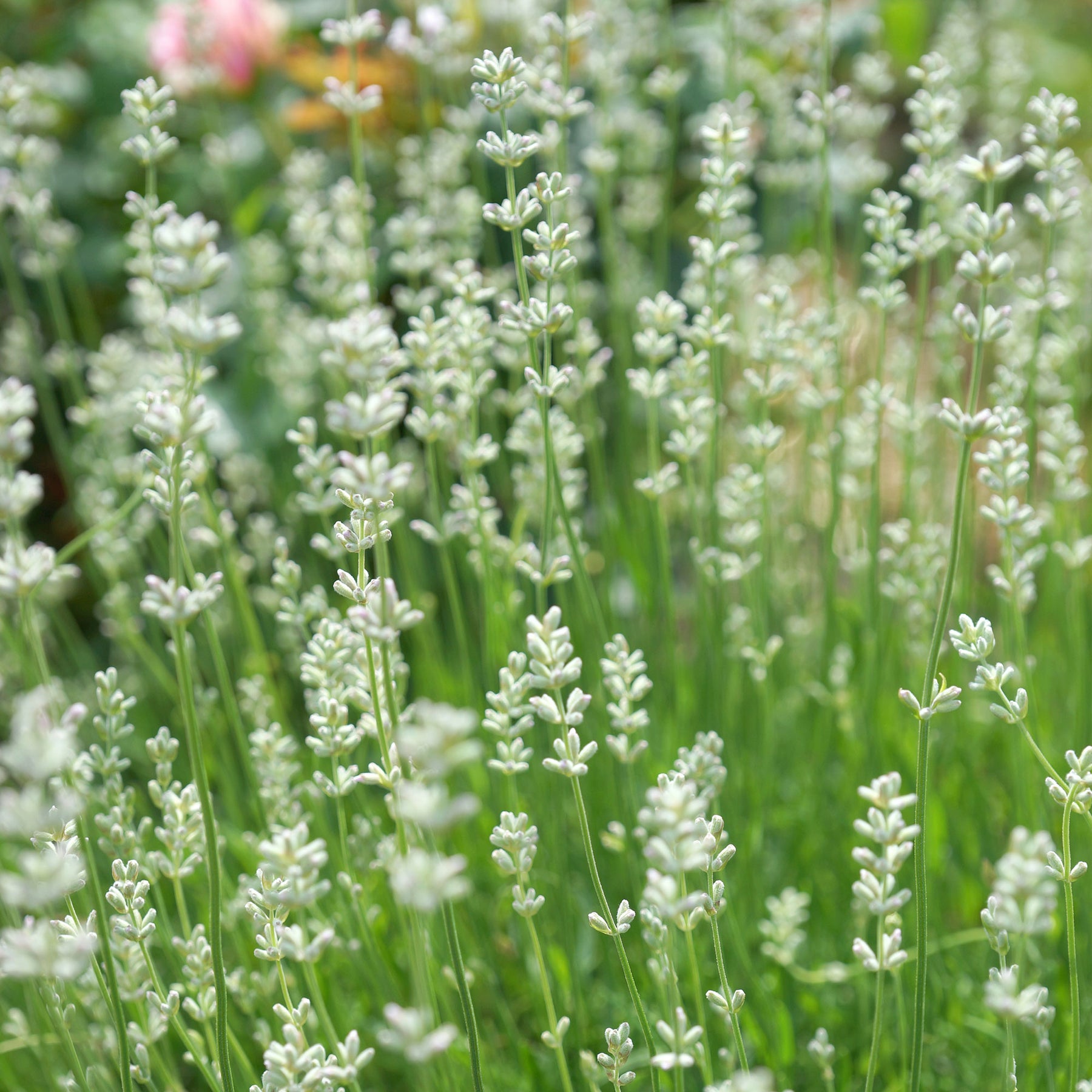 Weißer Lavendel (x2) - Willemse