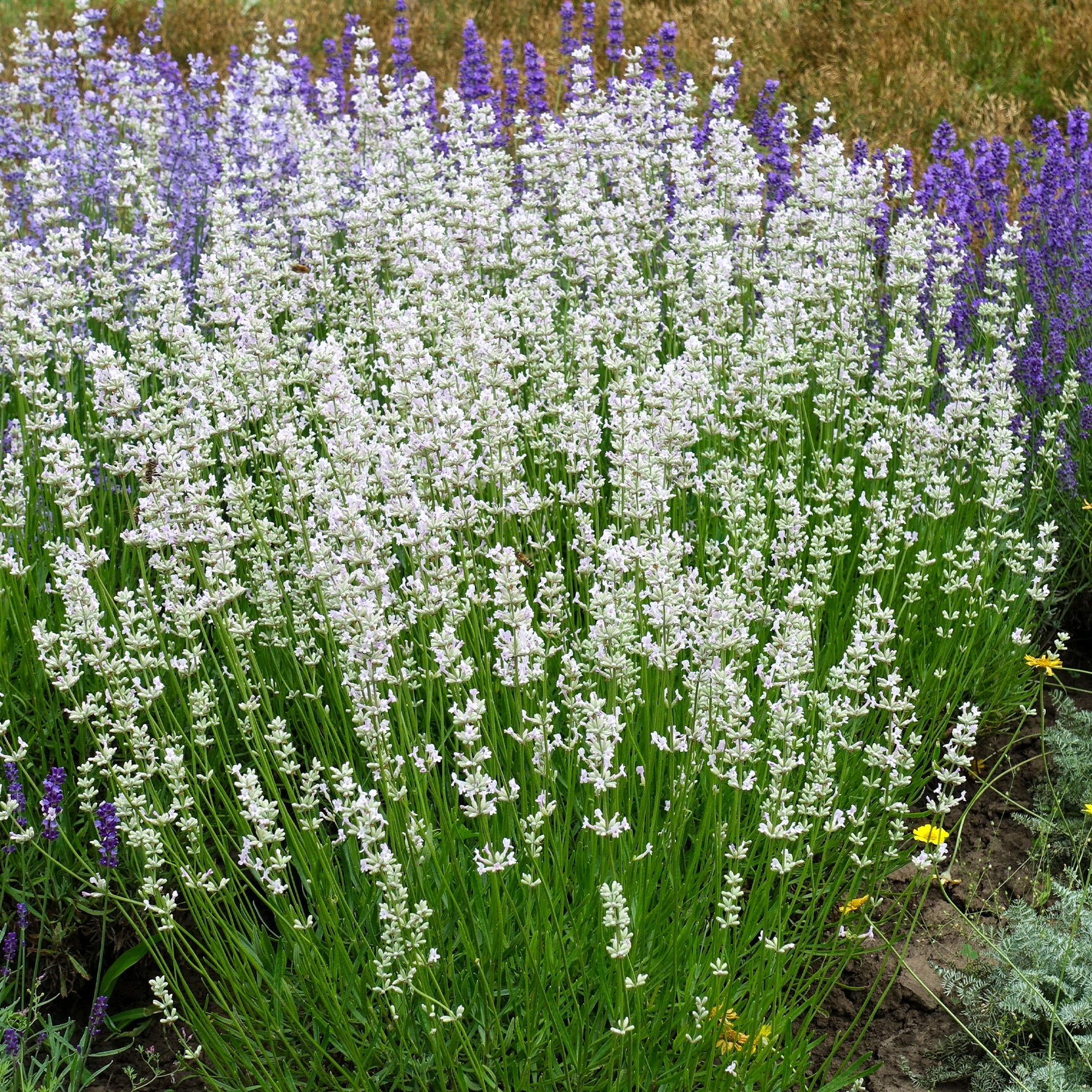 Weißer Lavendel (x2) - Lavandula angustifolia alba - Willemse