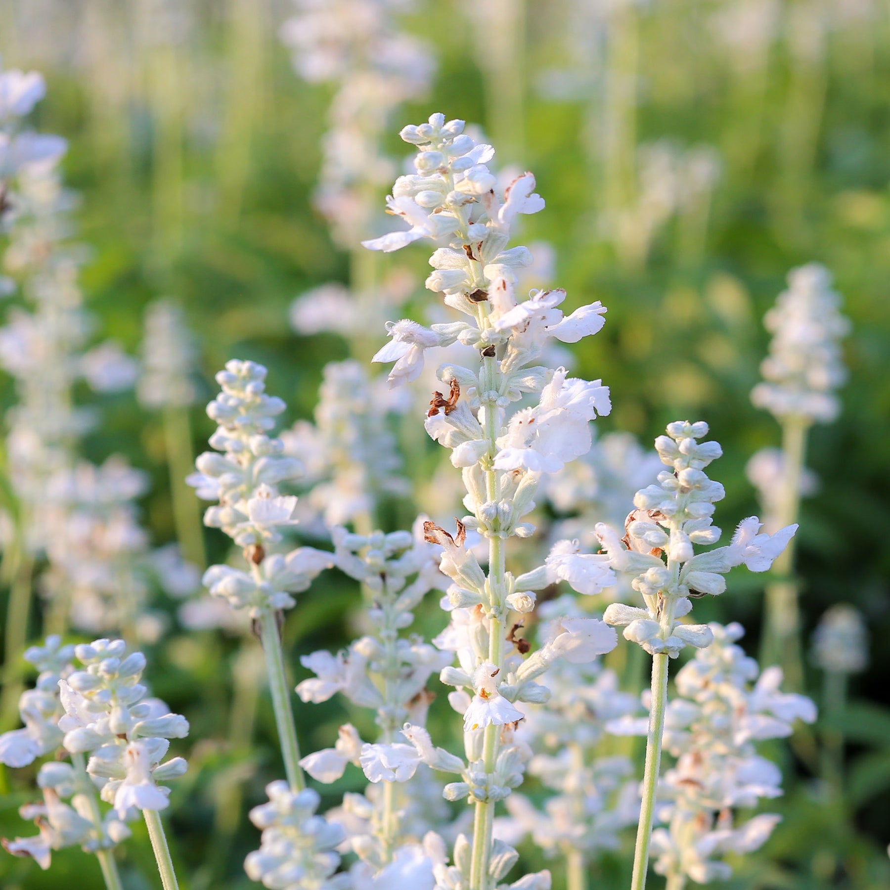 Lavendel - Weißer Lavendel (x2) - Lavandula angustifolia alba