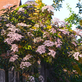 Schwarzer Holunder - Sambucus nigra Thundercloud - Willemse