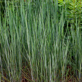 Bläuliche Ruten-Hirse Heavy Metal (x3) - Panicum virgatum heavy metal - Willemse
