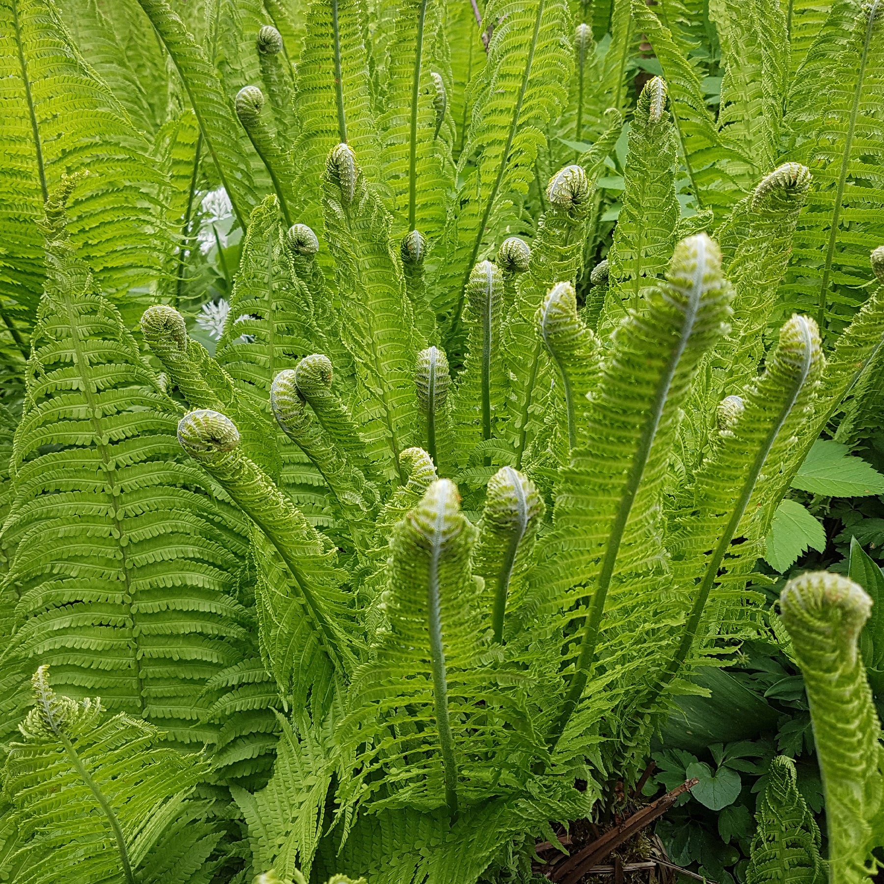 Matteuccia struthiopteris - Straußenfarn (x2) - Stauden