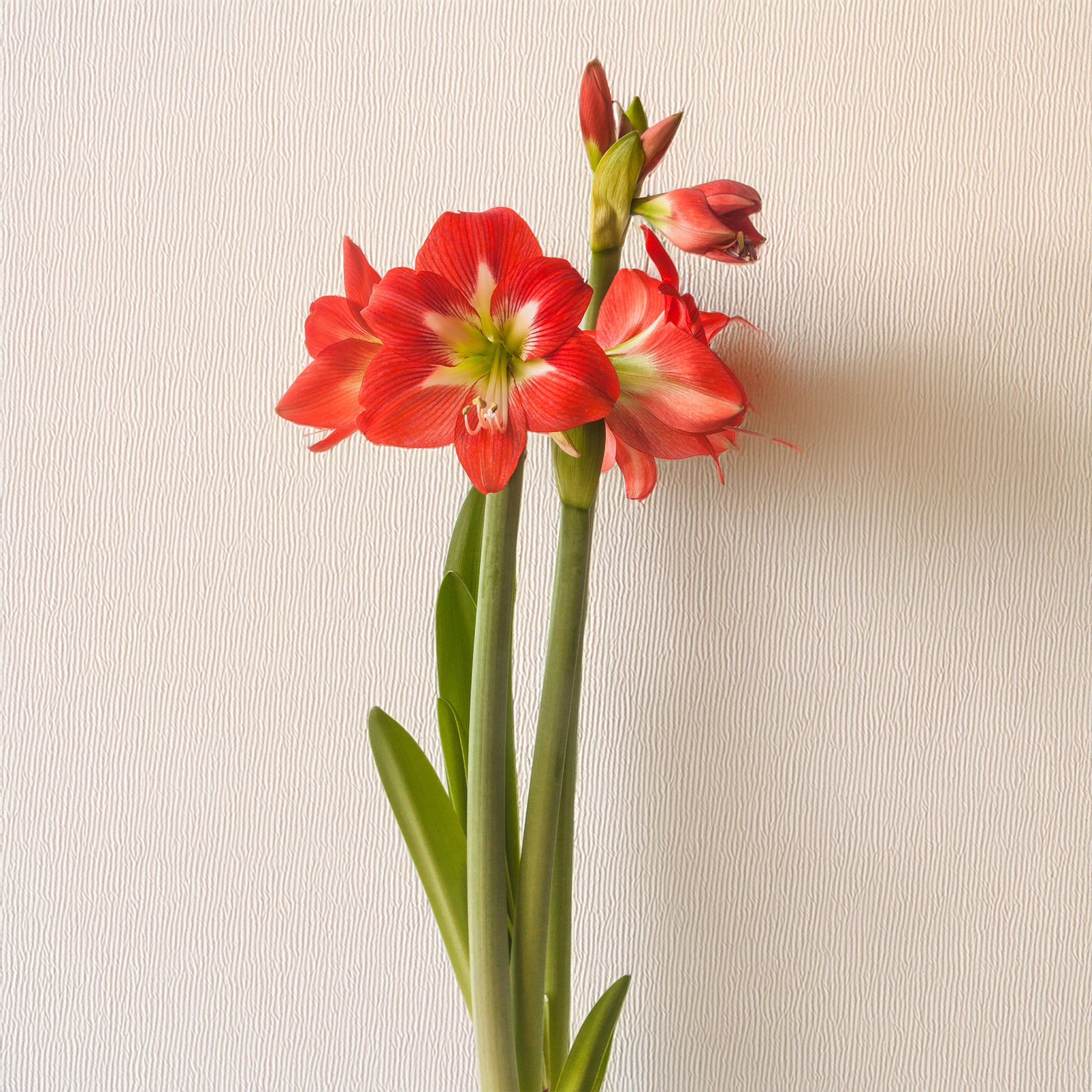 Garten-Amaryllis Sonatini Eye Catcher (x3)