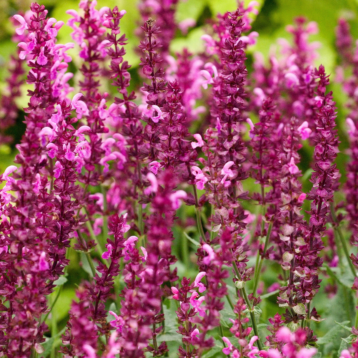 Salbei Friesland Pink (x3) - Salvia nemorosa friesland pink - Willemse