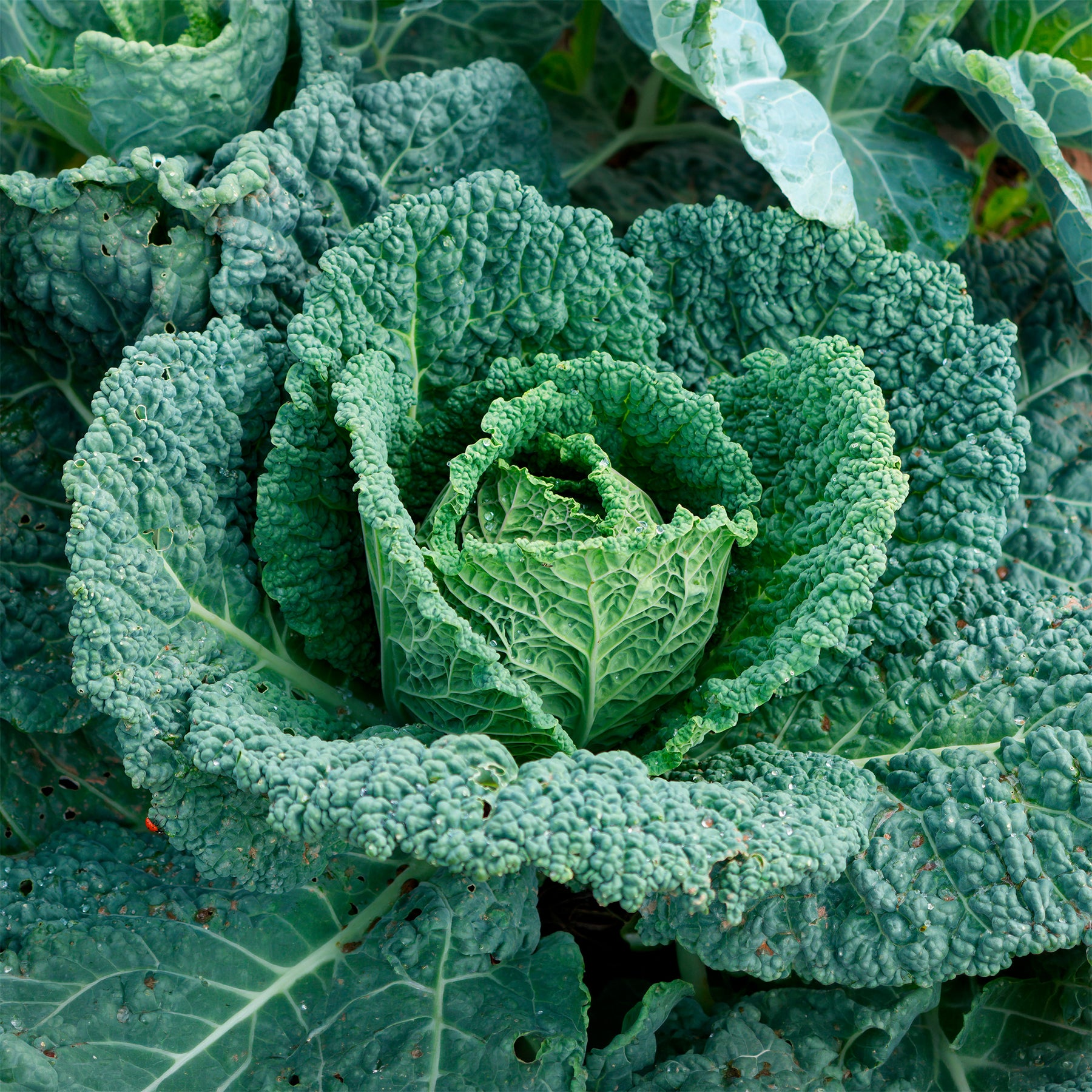 Wirsingkohl Capriccio F1 - Brassica oleracea sabauda capriccio f1 - Willemse