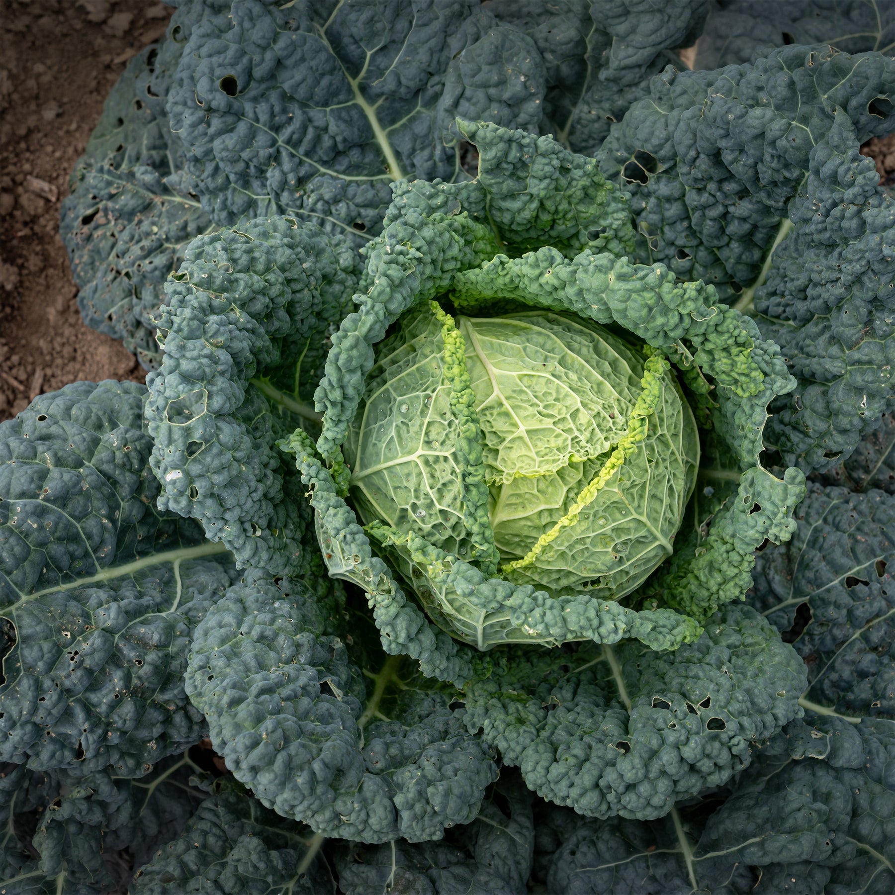 Wirsingkohl Capriccio F1 - Willemse