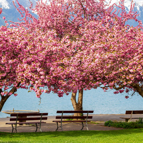 Verkauf Japanische Blütenkirsche Kanzan - Prunus serrulata Kanzan
