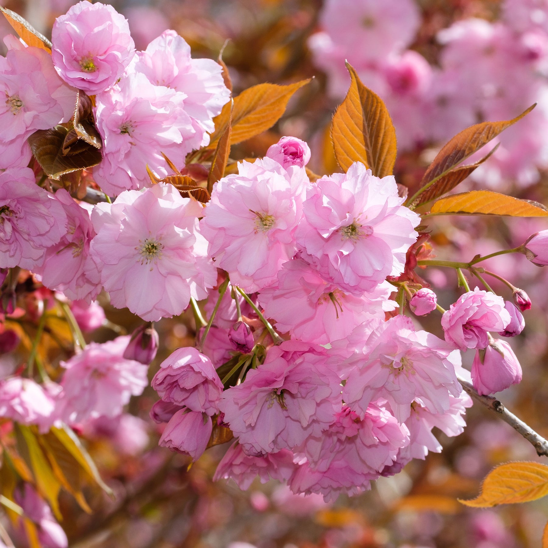 Japanische Blütenkirsche Kanzan - Prunus serrulata Kanzan - Willemse