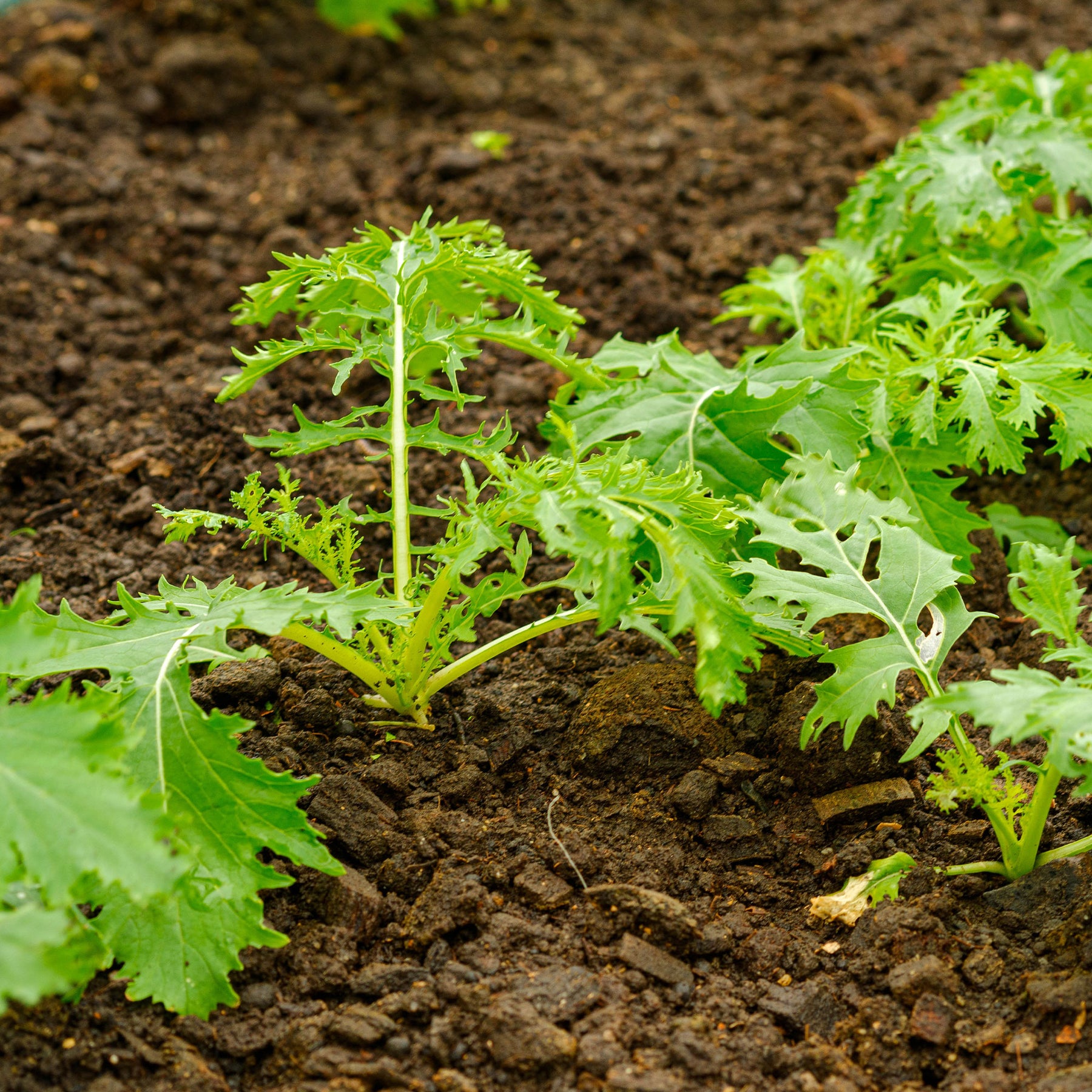 Samen für Kohl - Japanischer Salatkohl Mizuna Bio - Brassica rapa japonica mizuna