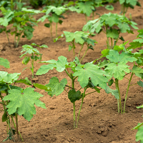 Verkauf Okra - Abelmoschus esculentus