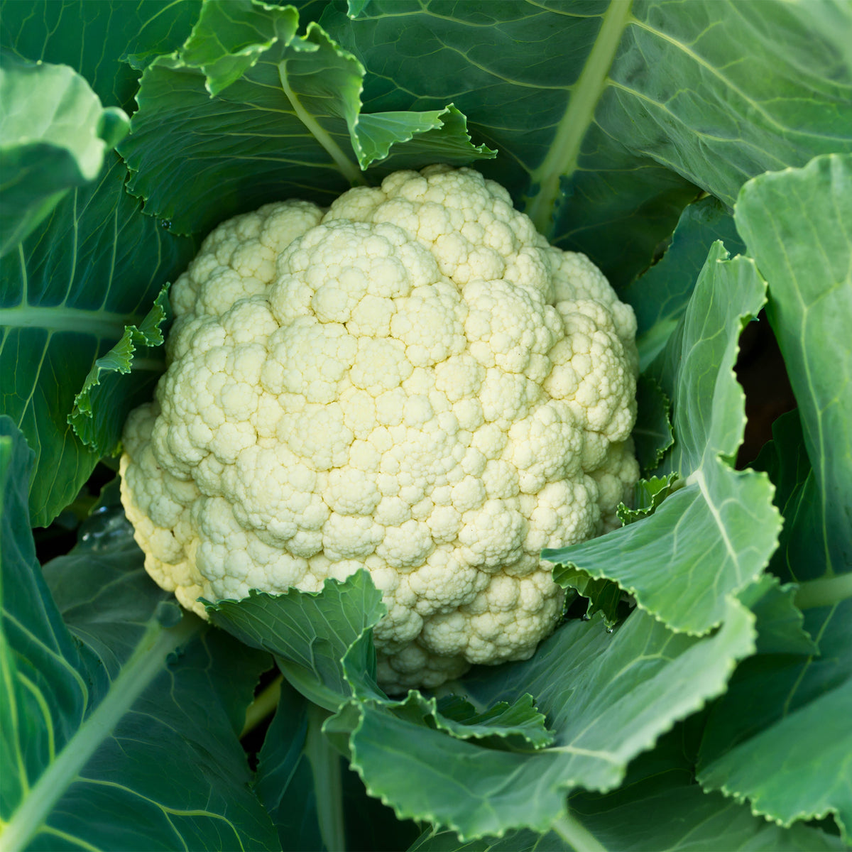 Blumenkohl ‘Alpha 6 Fortados’