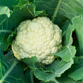 Blumenkohl ‘Alpha 6 Fortados’