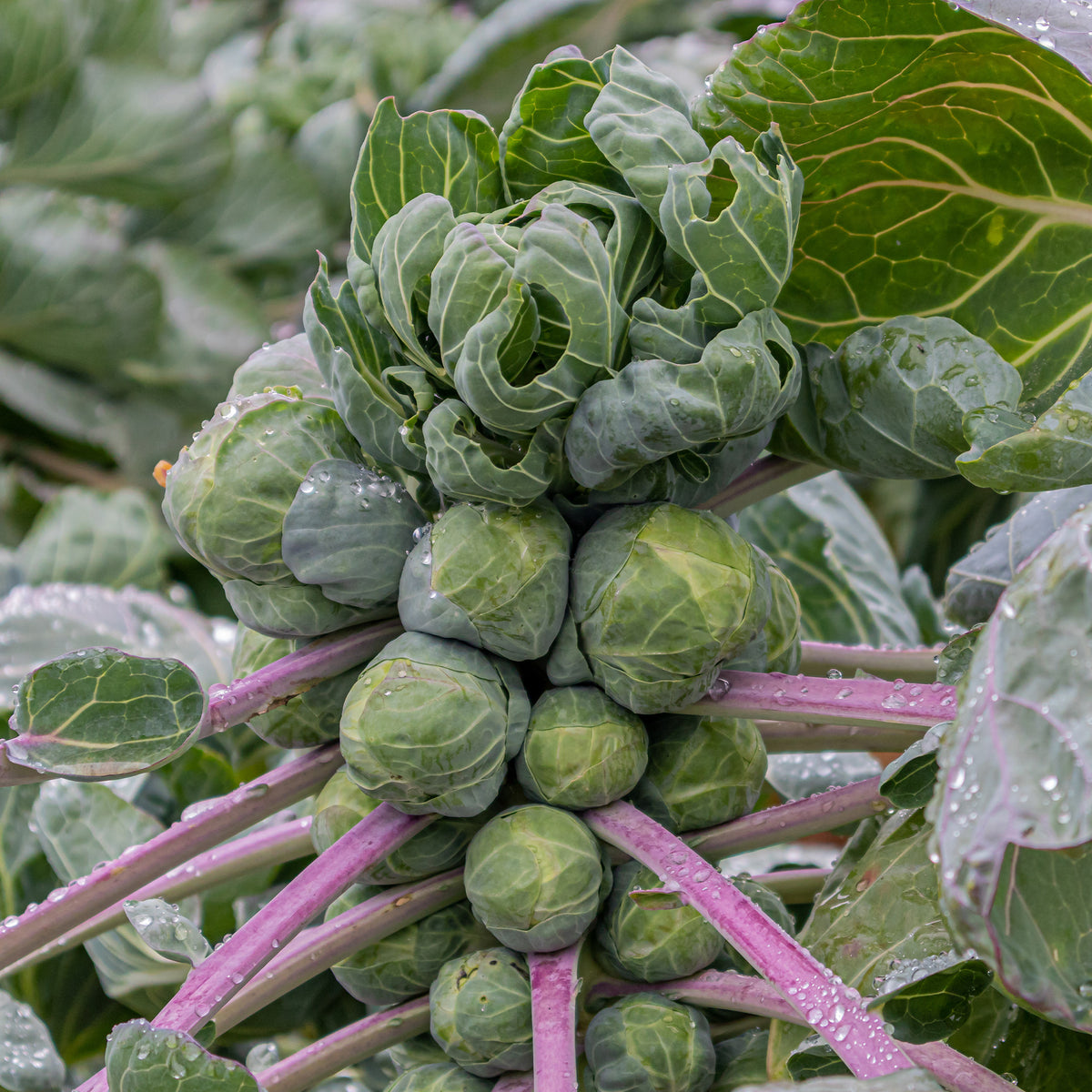 Rosenkohl Roodnerf - Brassica oleracea gemmifera Roodnerf - Willemse