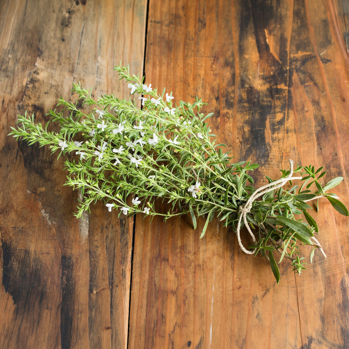 Gewöhnliches Bohnenkraut Bio - Satureja hortensis - Willemse