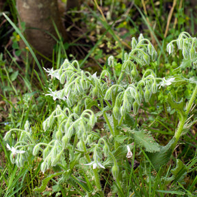 Borretsch blau, weiß - Borago officinalis - Willemse