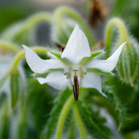 Samen für einjährige Blumen - Borretsch blau, weiß - Borago officinalis
