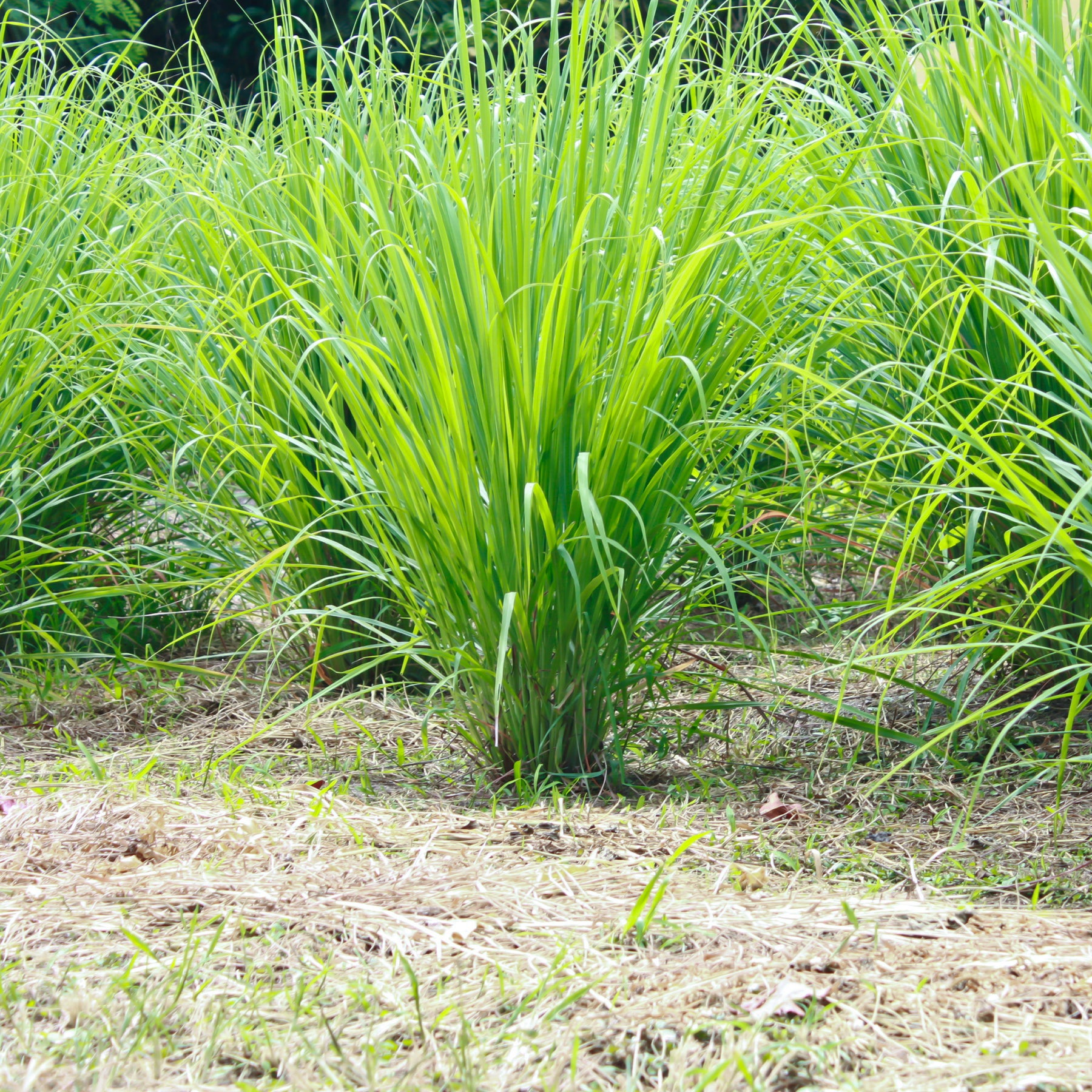 Zitronengras - Cymbopogon flexuosus - Willemse