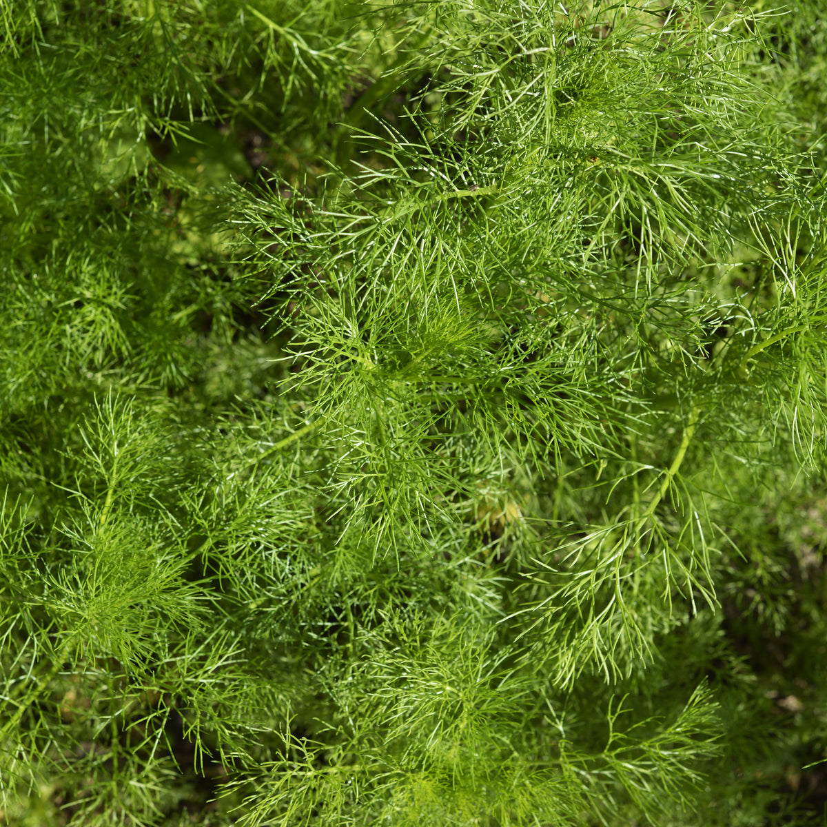 Dill Bouquet Compatto - Anethum graveolens compatto - Willemse