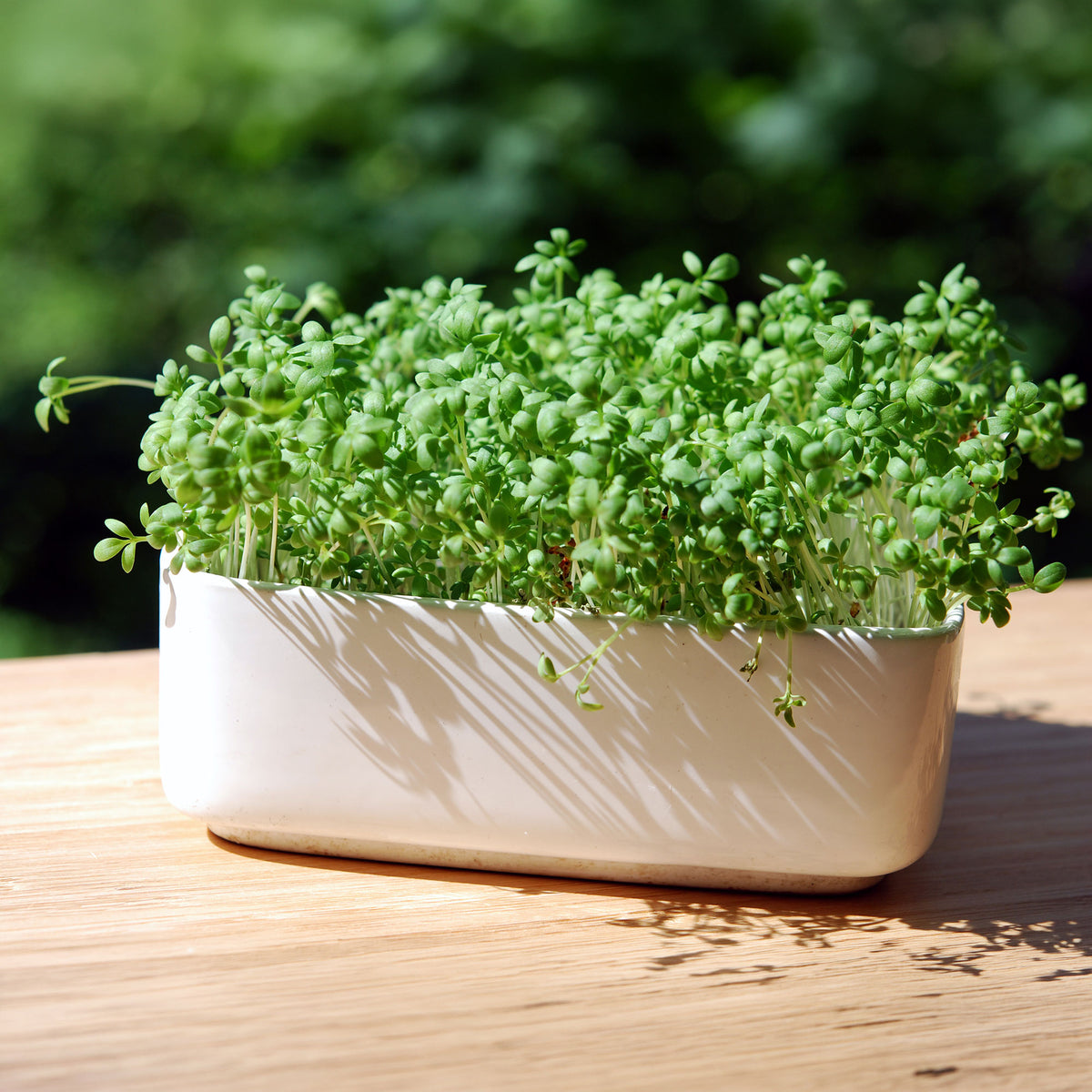 Gartenkresse Bio - Willemse