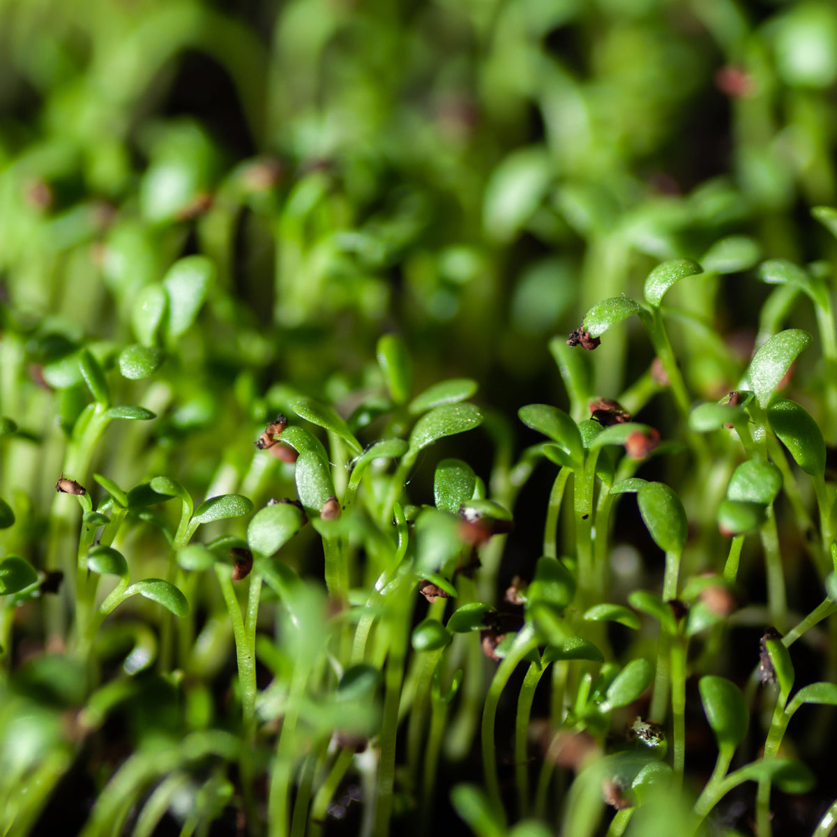 Gartenkresse Bio - Lepidium sativum - Willemse