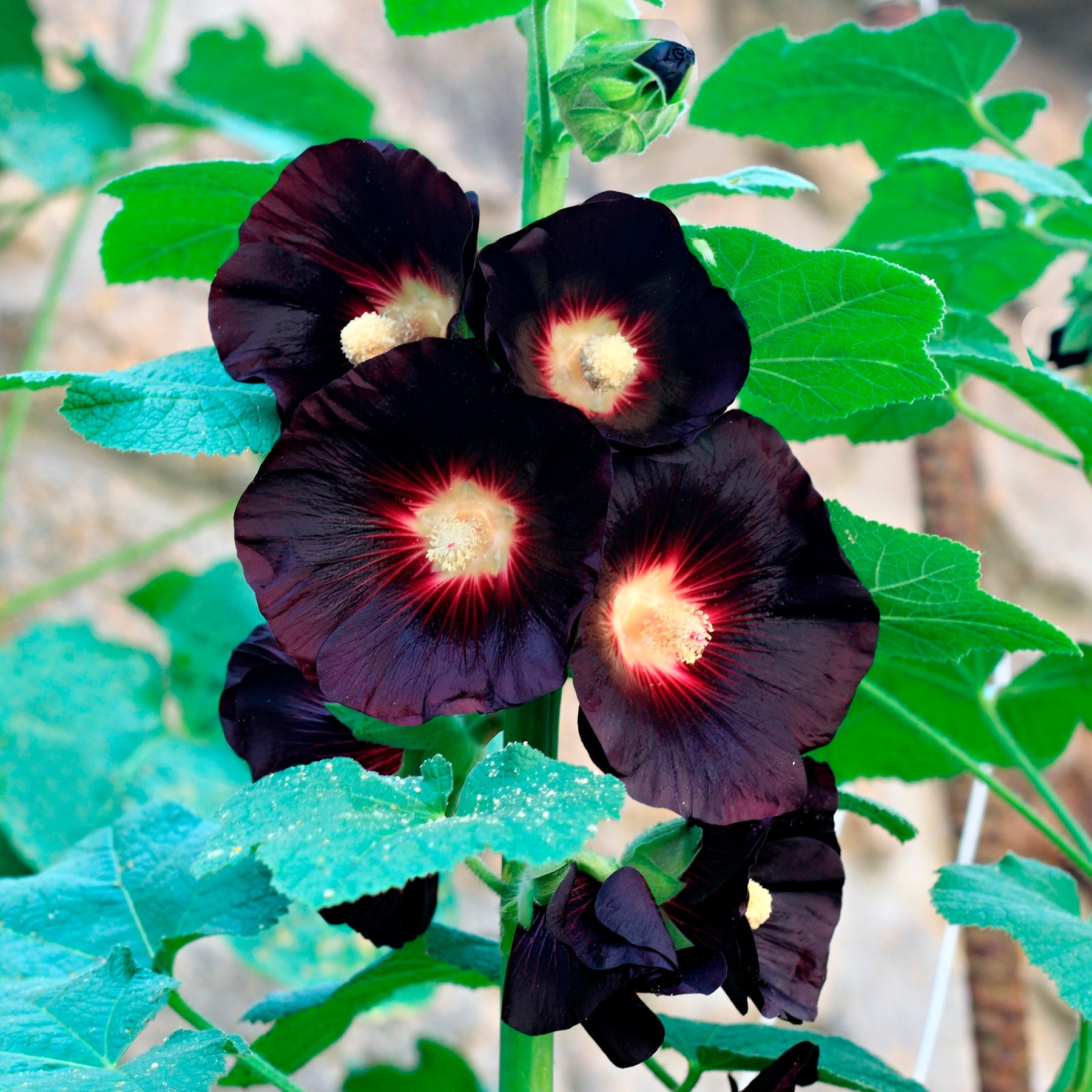 Stockrose Jet Black - Willemse