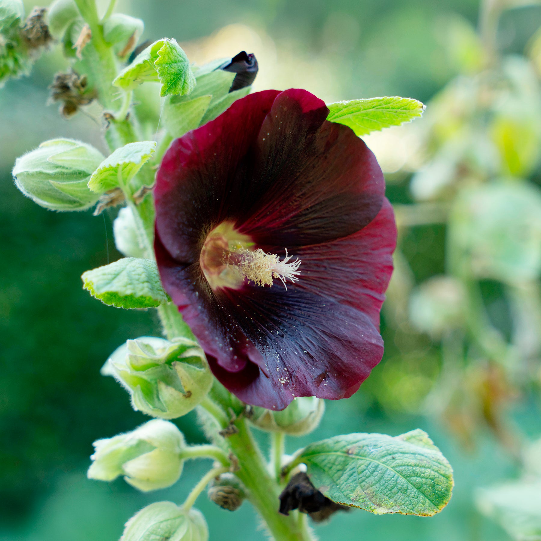 Stockrose Jet Black - Alcea rosea var. nigra - Willemse