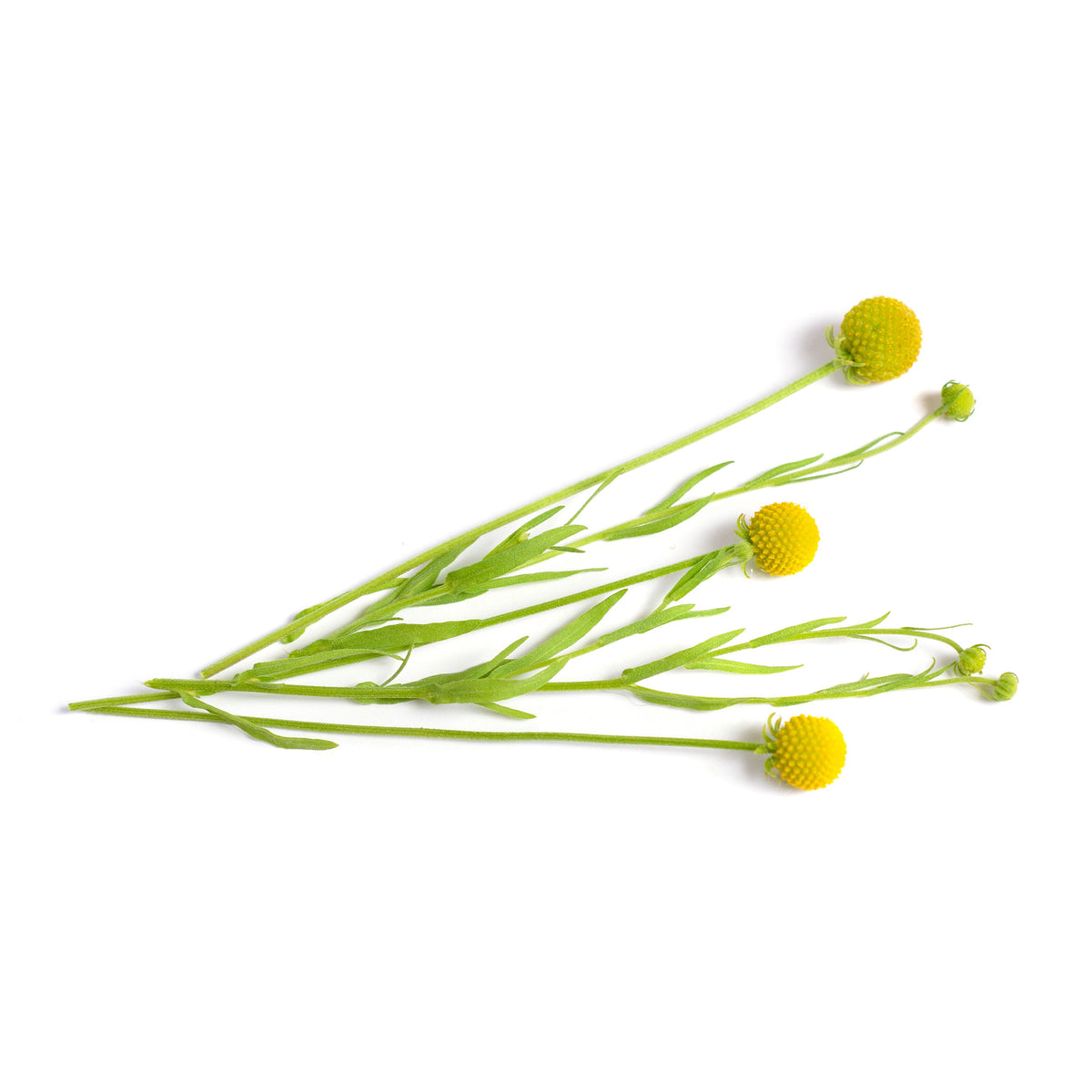 Ananasblume - Cephalophora aromatica - Willemse
