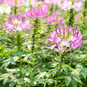 Dornige Cleome Rose Beauty - Cleome spinosa rose beauty - Willemse
