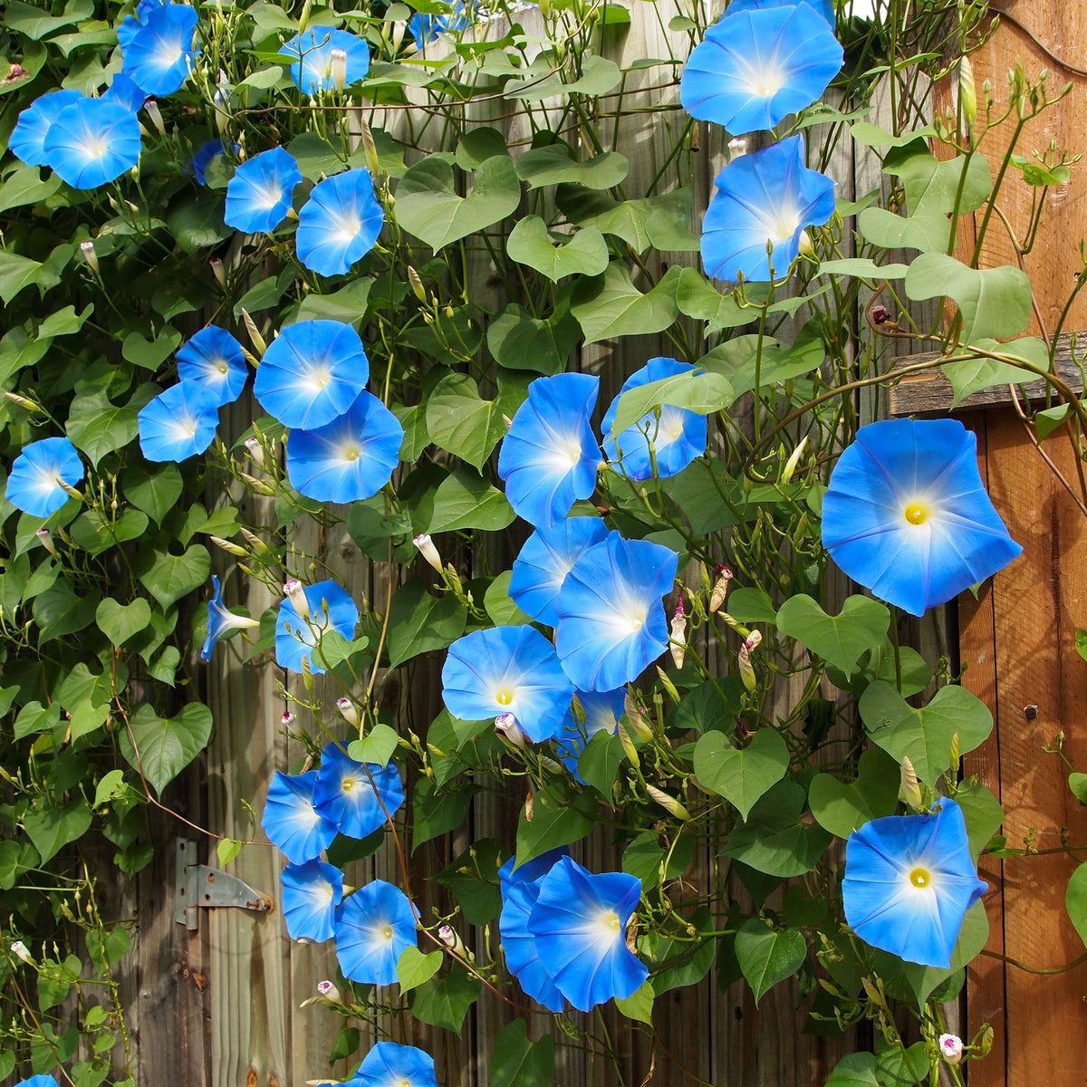 Blaue Prunkwinde Heavenly Blue - Ipomoea tricolor heavenly blue - Willemse