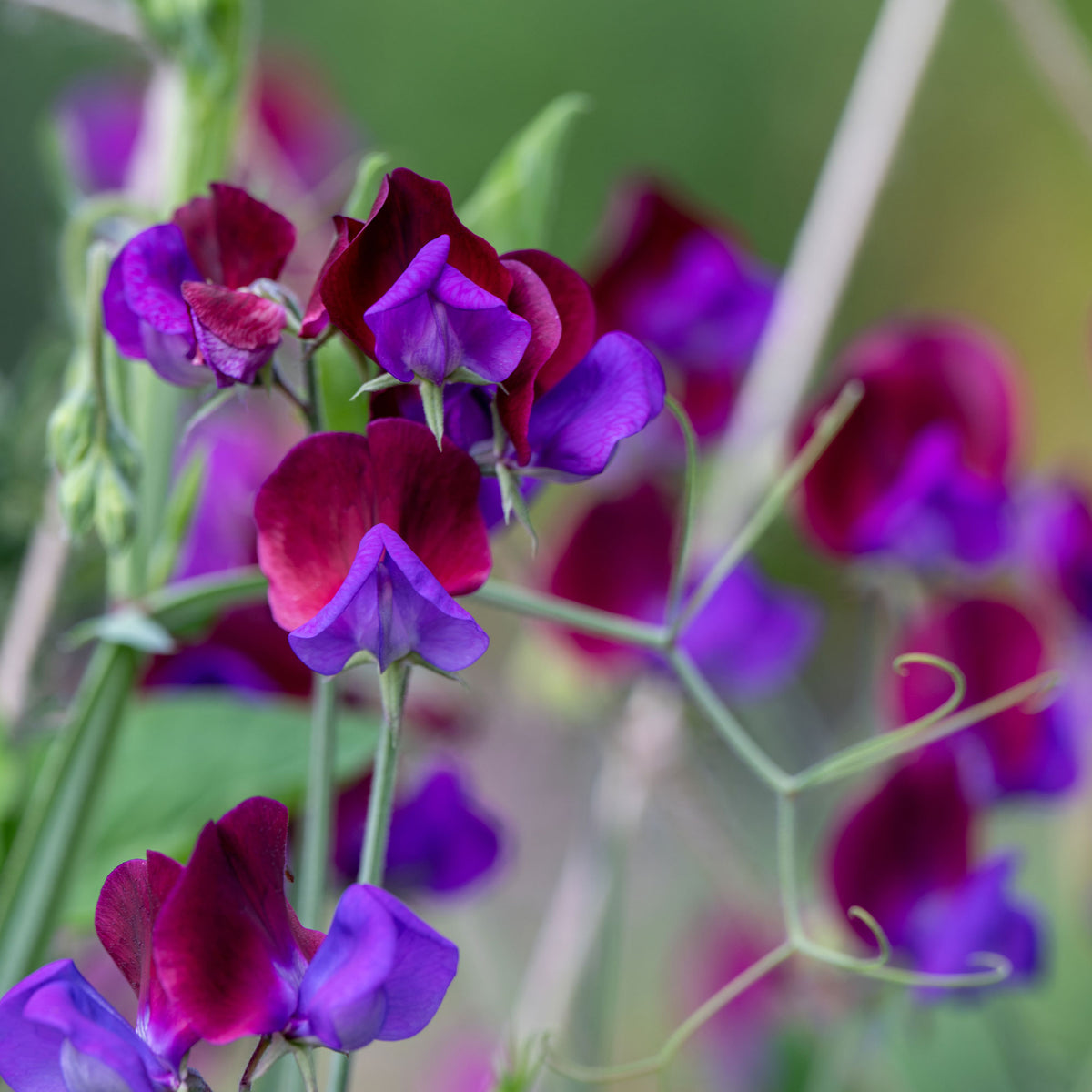 Duftwicke ‘Cupani’s Original 1699’ - Lathyrus odoratus grandiflorus cupani's original 1699 - Willemse