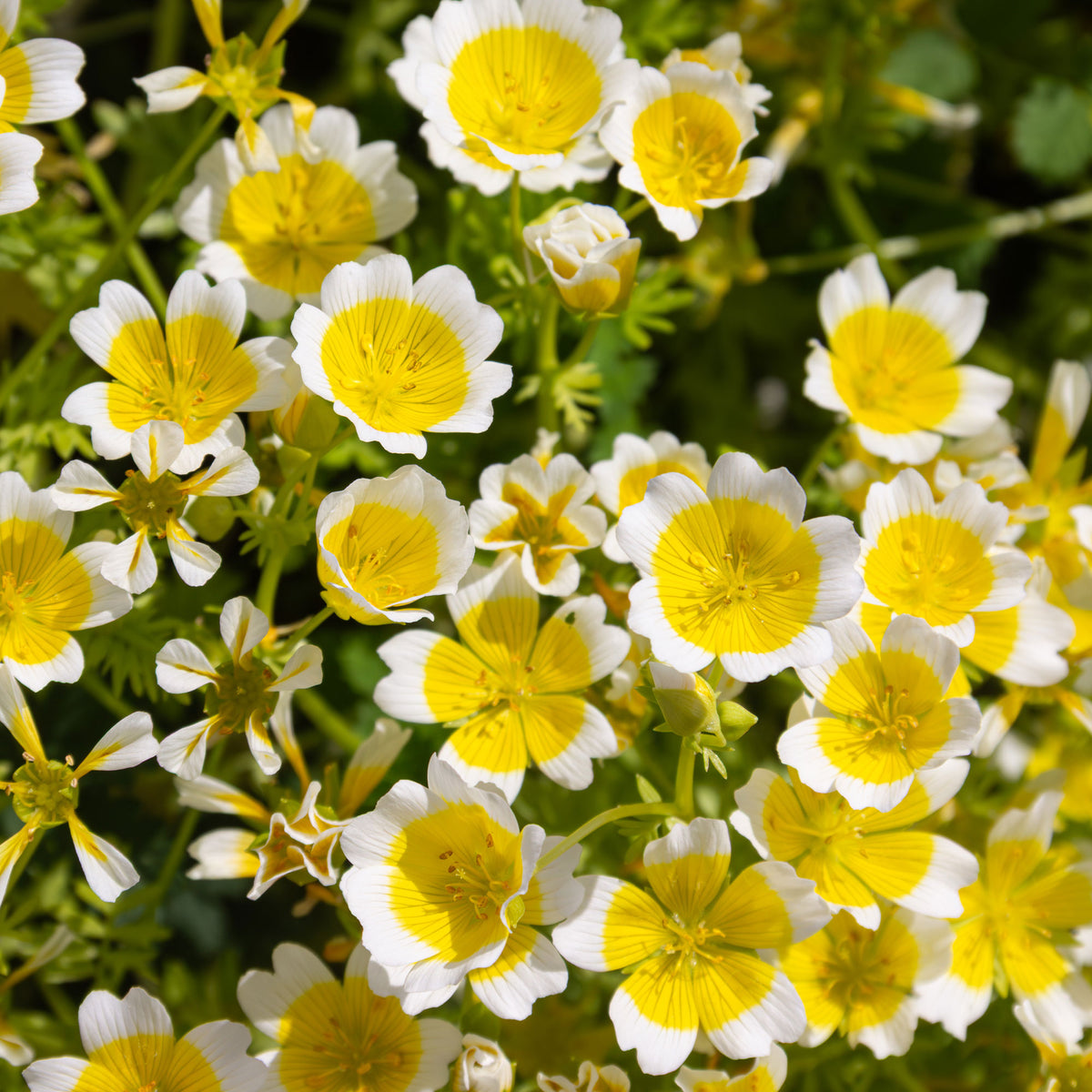 Douglas-Sumpfblume - Limnanthes douglasii - Willemse