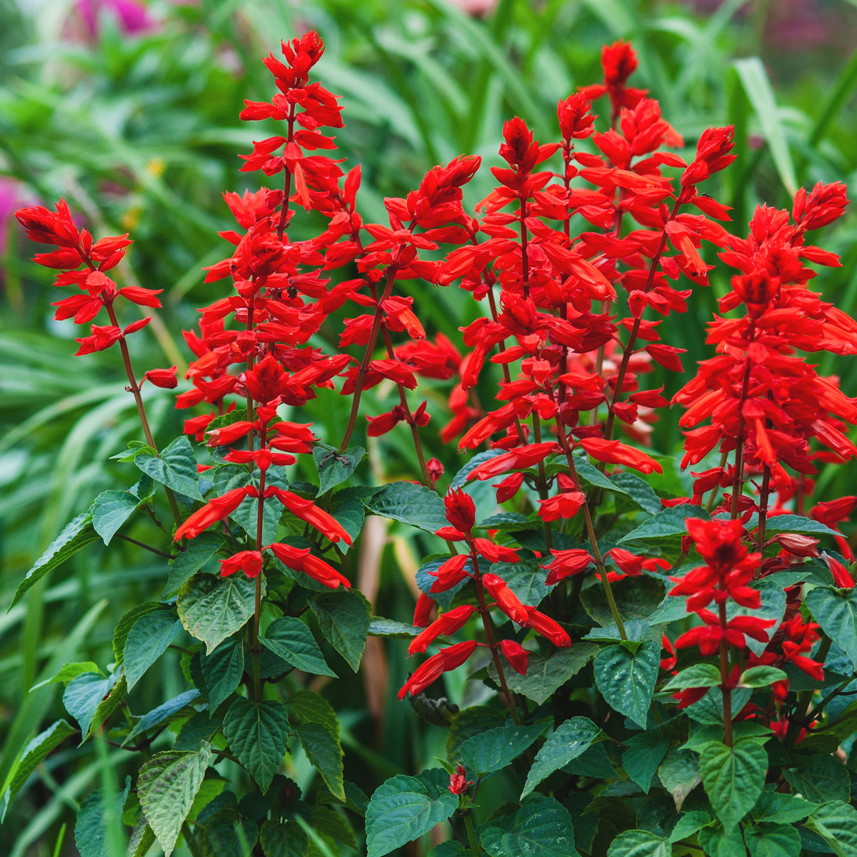 Pracht-Salbei ‘Feu de St. Jean’ - Salvia splendens - Willemse
